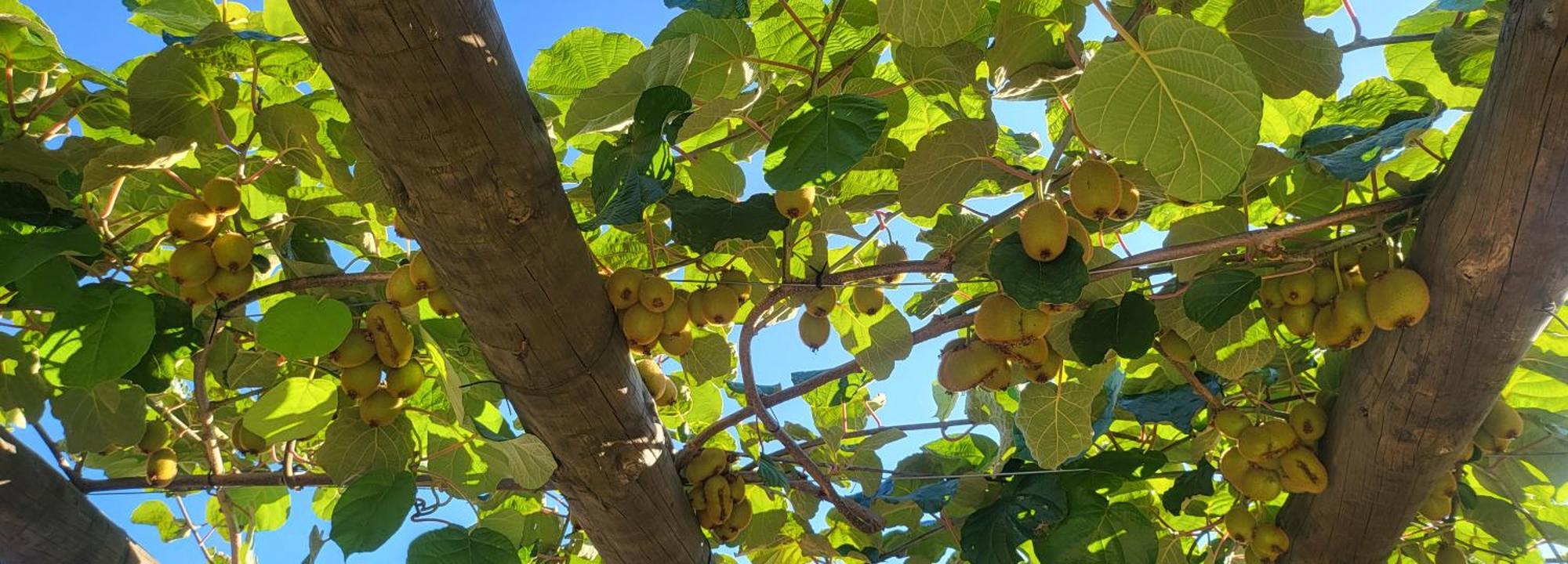 Coja Mountain Perch Villa Vinho  Dış mekan fotoğraf